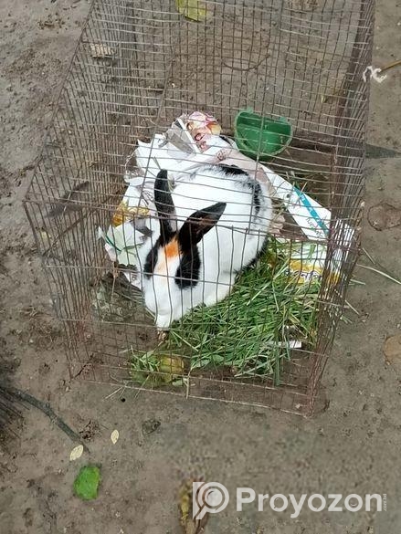 মেয়ে খরগোশ