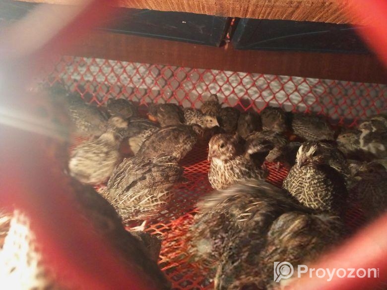 খাট বিক্রি করতে চাই