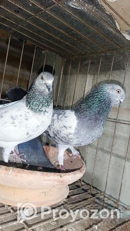 গিরিবাজ কবুতর