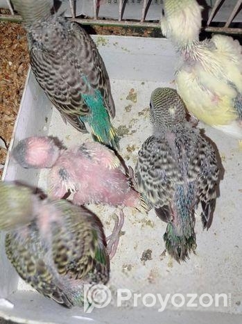 টেম সাইজের কিছু বাজরিগার বিক্রি হবে