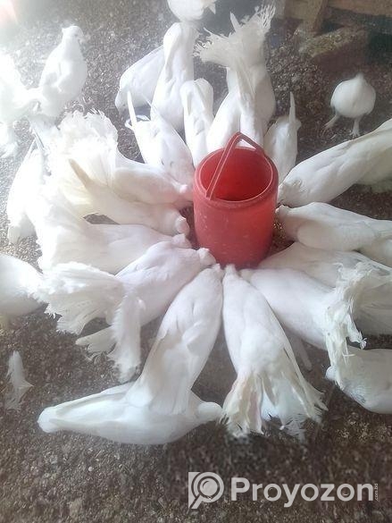 ময়ূরী এডাল্ট তিন জোড়া