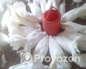 fitted-18_2025-12-01_10-30-18