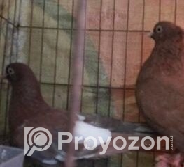 fitted-18_2025-12-06_10-17-16