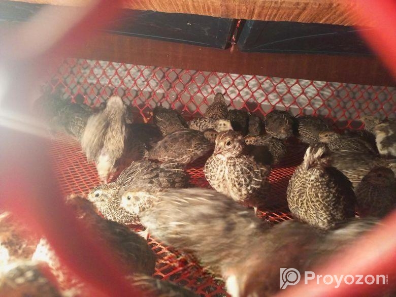 কিছু কোয়েল পাখি বিক্রি করা হবে