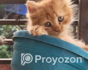 fitted-18_2025-12-09_09-55-27