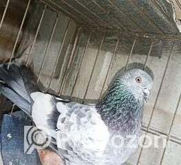 fitted-18_2025-12-17_09-48-44