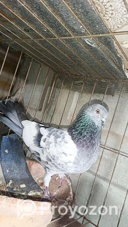 গিরিবাজ কবুতর