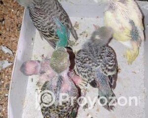 fitted-18_2025-12-24_10-22-48