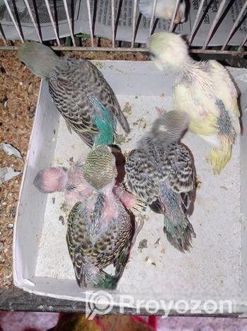 টেম সাইজের কিছু বাজরিগার বিক্রি হবে