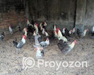 fitted-19_2025-12-01_10-24-14