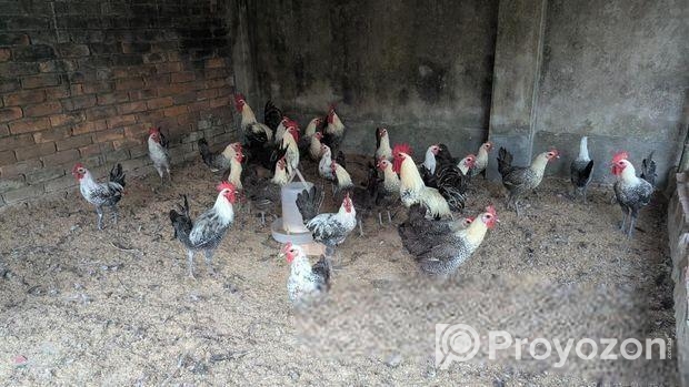 ফাওমি মুরগী