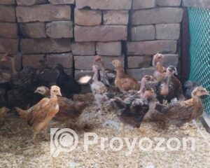 fitted-19_2025-12-01_10-31-21