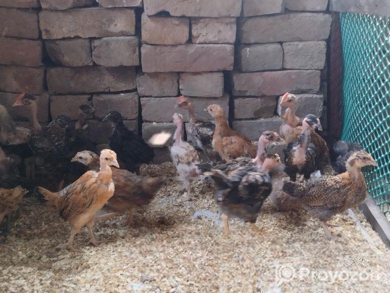 গলা ছিলা দেশি মুরগির বাচ্চা