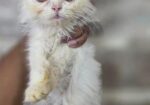 Persian Kitten Female