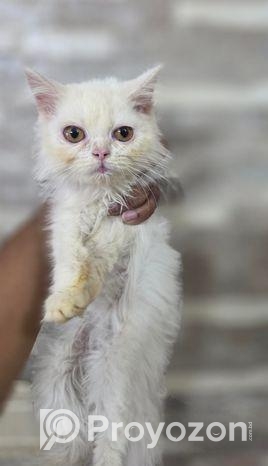 Persian Kitten Female