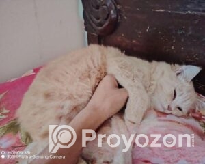 fitted-19_2025-12-07_10-13-11