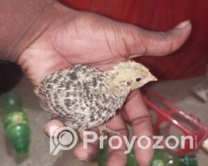 fitted-19_2025-12-08_09-55-05