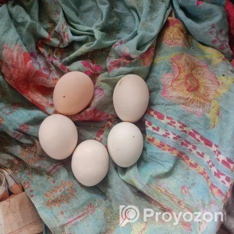 ফাউমি মুরগির বিজ ডিম