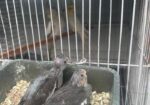 Cockatiel Bird Selling