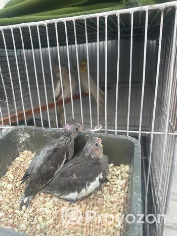 Cockatiel Bird Selling