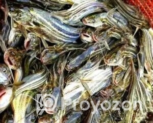 fitted-1_2025-12-03_09-35-49