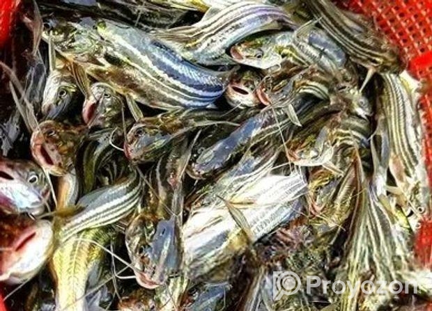 দেশি টেংরা মাছের পোনা