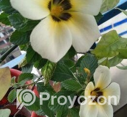 fitted-1_2025-12-11_09-32-53