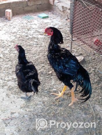 আঁচিল ফাইটার,