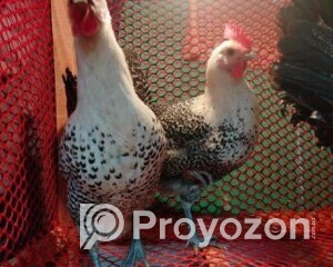 fitted-2025-12-27T114828.416_2025-12-27_11-49-54