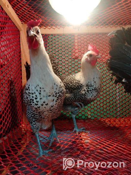 Adult ফাওমি মুরগি