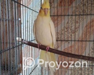 fitted-20_2025-12-01_10-33-30