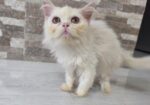 Persian Kitten Female