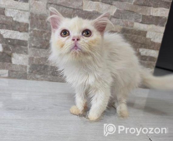 Persian Kitten Female