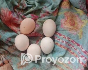 fitted-20_2025-12-17_09-53-47