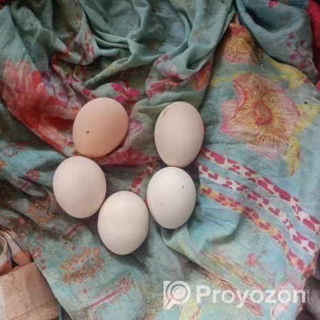 ফাউমি মুরগির বিজ ডিম