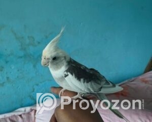 fitted-20_2025-12-17_10-06-13