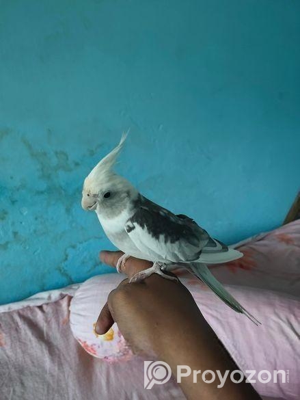 টেম কোকাটেল পাখি