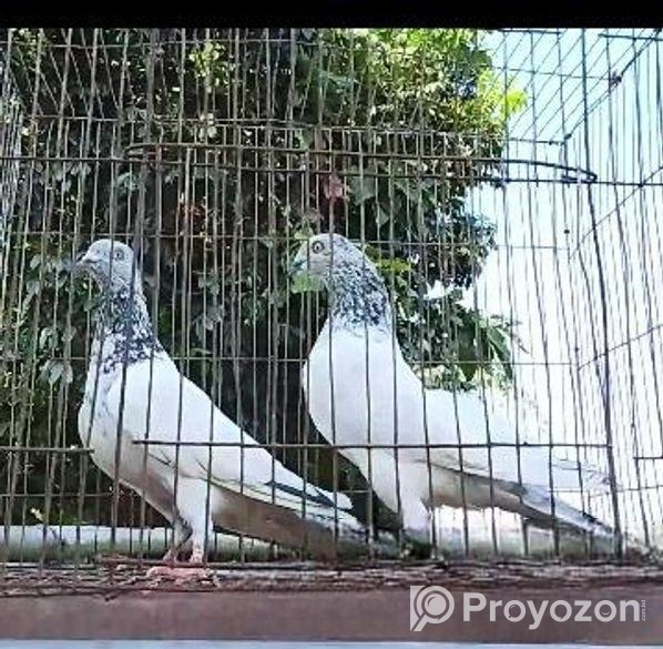 Xt8 Dual Camera Folding Mini Drone