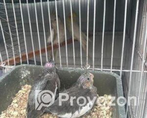 fitted-20_2025-12-24_10-25-06