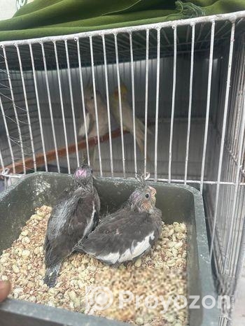 Cockatiel Bird Selling