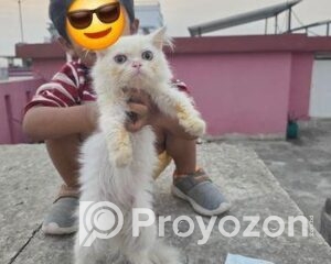 fitted-21_2025-12-06_10-23-01