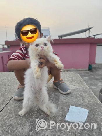 Persian Kitten Female