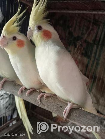 লুটিনো পাল ককাটেল রানিং পাখি