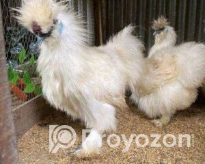 fitted-21_2025-12-20_10-08-25