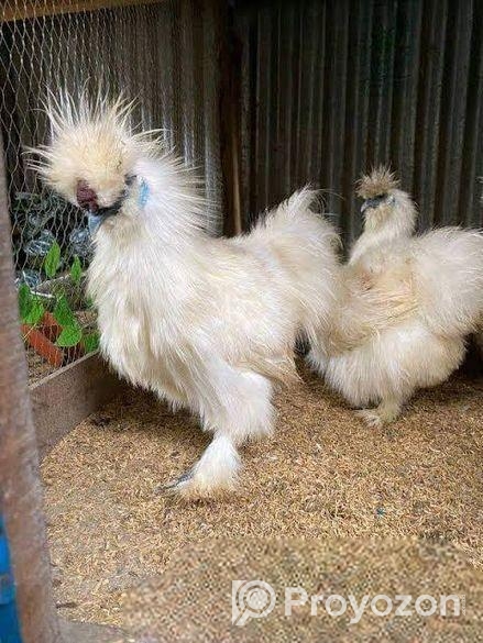 সিল্কি মুরগি