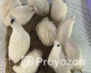 fitted-21_2025-12-20_11-12-05