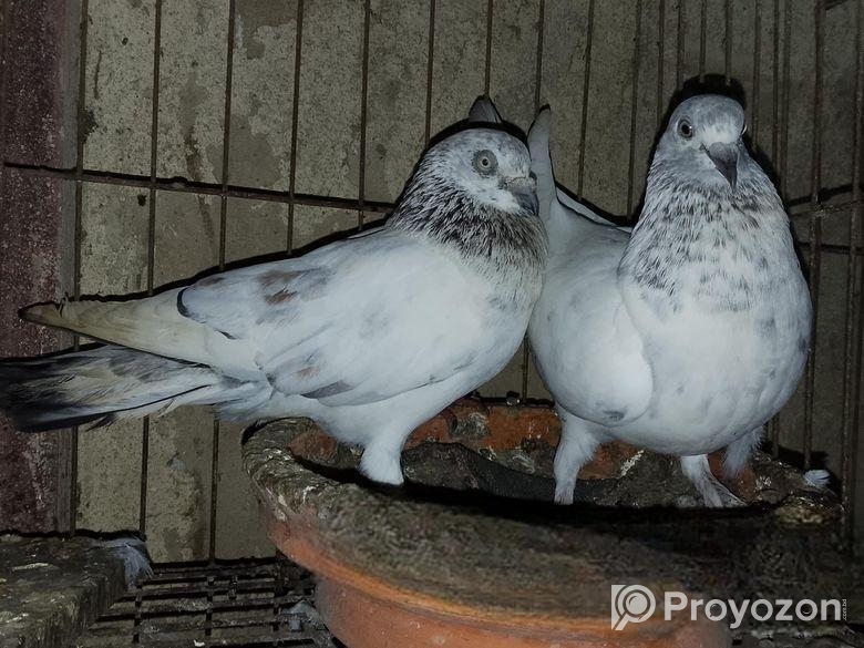 Xt8 Dual Camera Folding Mini Drone