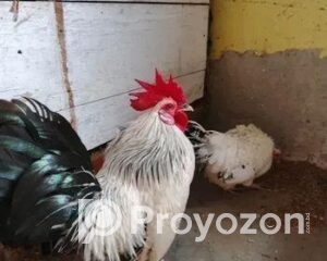 fitted-22_2025-12-03_09-56-25