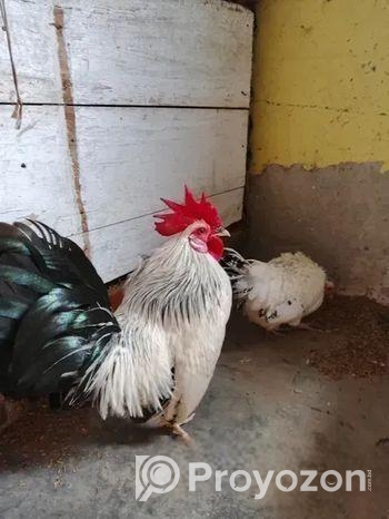 Japanese Bentham Chicken