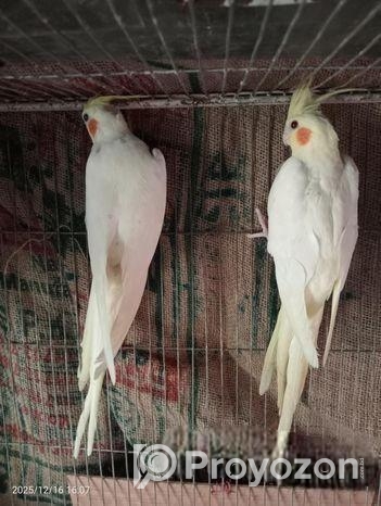 লুটিনো পাল ককাটেল রানিং পাখি